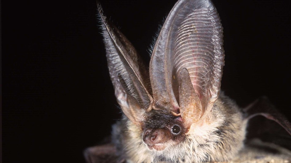 Bat populations recovering, according to largest ever European study