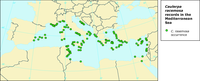 Caulerpa racemosa records in the Mediterranean Sea