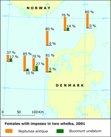 Percentage of females with imposex in the whelks Neptunea antiqua and Buccinum undatum in the Danish North Sea (2001)