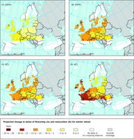Projected change in dates of flowering and maturation for winter wheat