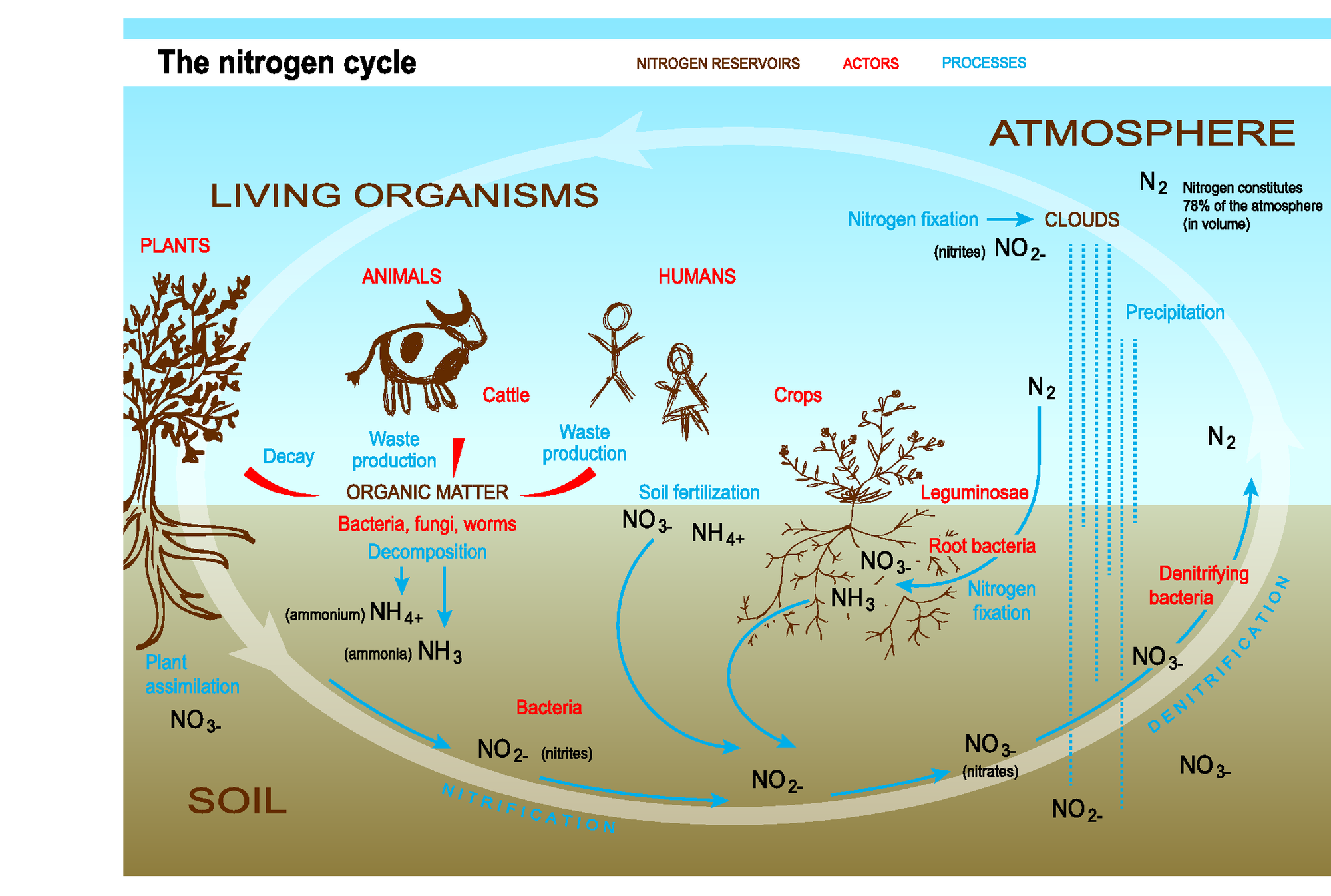 nitrogen-cycle-diagram-and-explanation