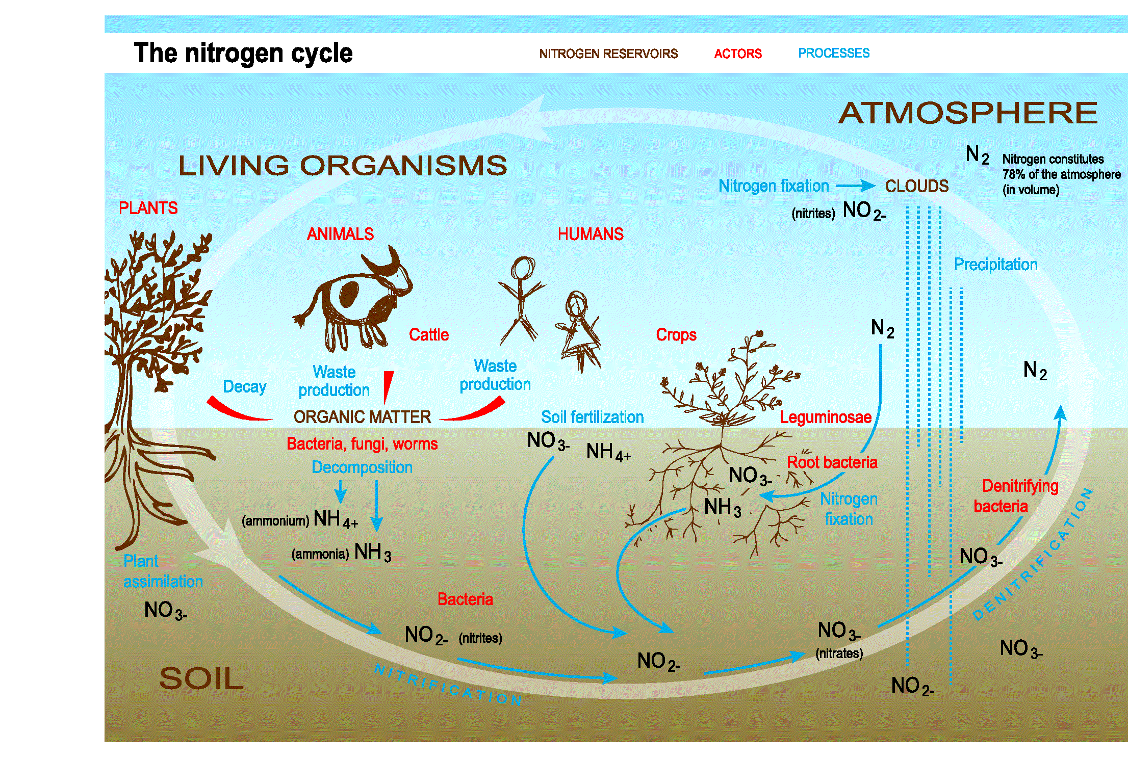 complex nitrogen cycle diagram