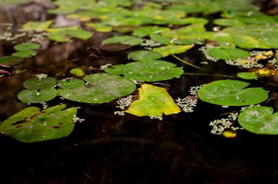 ’Forever chemicals’ found above threshold levels in many water bodies in Europe