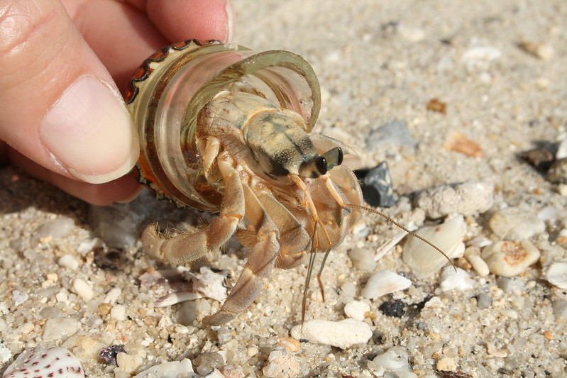 Picture showing part of a hand holding a plastic cap from which a hermit crab appears.