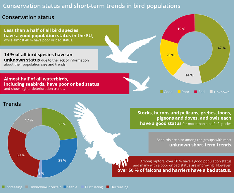 Alt text: Infographic showing the conservation status and short-term trends of various European bird taxa. Long description: The infographic is split roughly into two halves, with information about conservation status making up the top half and information about trends making up the bottom half. In the top half, we see three colored boxes with text on the left side, white silhouettes of seabirds in the middle, and a pie chart depicting the relative proportions of birds with good (47%), poor (20%), bad (19%), and unknown (14%) conservation status. The text in the boxes reads, from top box to bottom: 1. Less than half of all bird species have a good population status in the EU, while almost 40% have poor or bad status. 2. 14% of all bird species have an unknown status due to the lack of information about their population sizes and trends. 3. Almost half of all waterbirds, including seabirds, have poor or bad status and show higher deterioration trends.  The bottom half mirrors the top half, with 3 text boxes on the right, a silhouette of a buzzard in the middle, and a pie chart on the left. The pie chart depicts the population trends of European birds. 23% are increasing, 28% are stable, 2% are unknown, 30% are decreasing, and 17% are fluctuating. The text in the boxes reads, from top box to bottom: 1. Storks, herons and pelicans, grebes, loons, pigeons and doves, and owls each have a good status for more than half of species. 2. Seabirds are also among the groups with the most unknown short-term trends. 3. Among raptors, over 50% have a good population status and many with a poor or bad status are improving. However, over 50% of falcons and harriers have a bad status. 