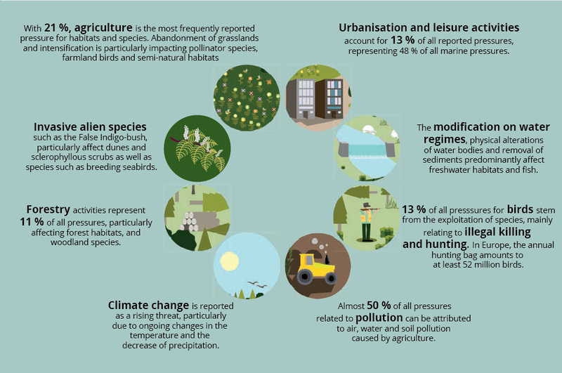 Alt text: Infographic showing eight different sources of biodiversity loss in Europe placed in a circular order with distinctive images and some percentages. Long description: The infographic provides information on the sources of biodiversity loss in Europe. Placed in a circular order with the representative image in each circle, the sources depicted are (from the top left going clockwise): agriculture; urbanisation and leisure activities; the modification on water regimes; illegal hunting and killing; pollution; climate change; forestry; and invasive alien species. From the top clockwise, the text reads: With 21%, agriculture is the most frequently reported pressure for habitats and species. Abandonment of grasslands and intensification is particularly impacting pollinator species, farmland birds and semi-natural habitats.; Urbanisation and leisure activities account for 13% of all reported pressures, representing 48% of all marine pressures.; The modification on water regimes, physical alterations of water bodies and removal of sediments predominantly affect freshwater habitats and fish.; 13% of all pressures for birds stem from the exploitation of species, mainly relating to illegal killing and hunting. In Europe, the annual hunting bag amounts to at least 52 million birds.; Almost 50% of all pressures related to pollution can be attributed to air, water and soil pollution caused by agriculture.; Climate change is reported as a rising threat, particularly due to ongoing changes in the temperature and the decrease of precipitation.; Forestry activities represent 11% of all pressures, particularly affecting forest habitats and woodland species.; Invasive alien species such as the False Indigo-bush, particularly affect dunes and sclerophyllous scrubs as well as species such as breeding seabirds. 