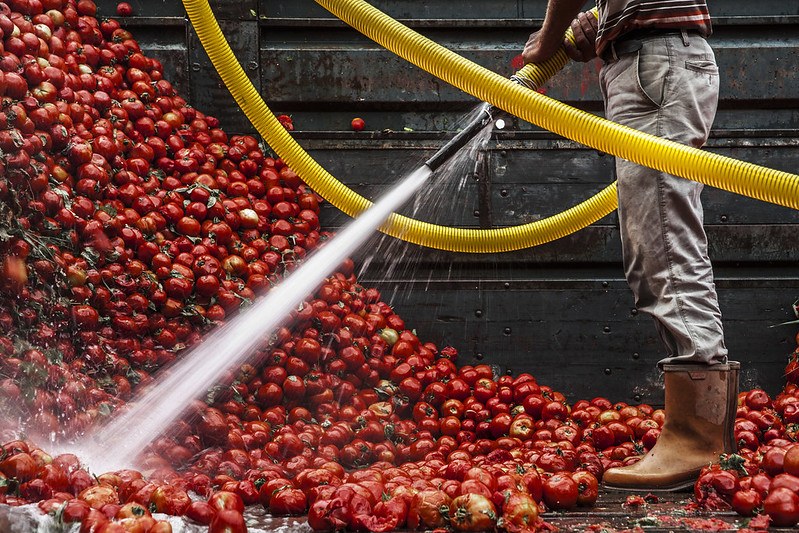 Picture of a worker waist-down, wearing waterproof boots and standing on the left, using a large yellow hose to spray a large pile of red tomatoes.