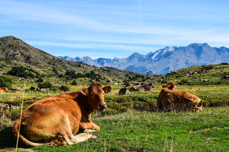 Picture of a cow looking at the camera and sitting on the grass in a meadow with other cows and hills in the background under a clear blue sky.