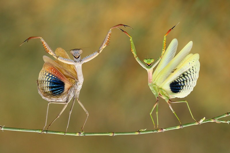 Picture of an orange and a green dragonfly standing side by side on a thin green branch, looking at the camera with their hands up.