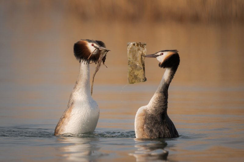 Picture of two grebes propping out of a yellow lake with plastic litter in their beaks.