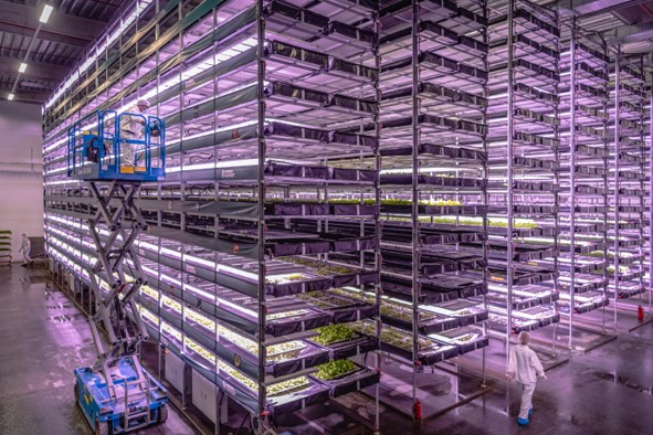 Picture of a futuristic indoor farm with large shelves in tandem, with a worker on a crate on the left and another walking along the side on the right.