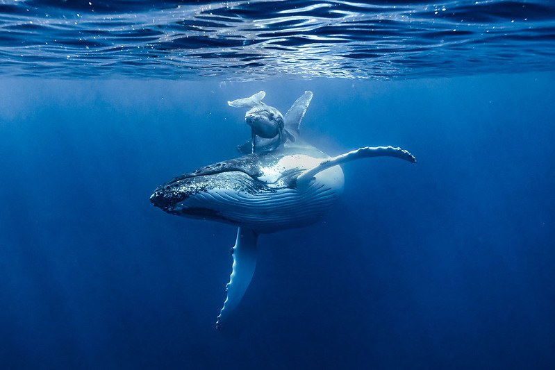 Image of a whale and its baby swimming under water in a clear blue setting.
