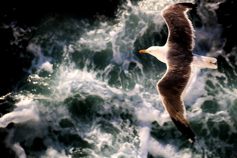 Image of a seagull flying with open wings above a raging greenish sea.