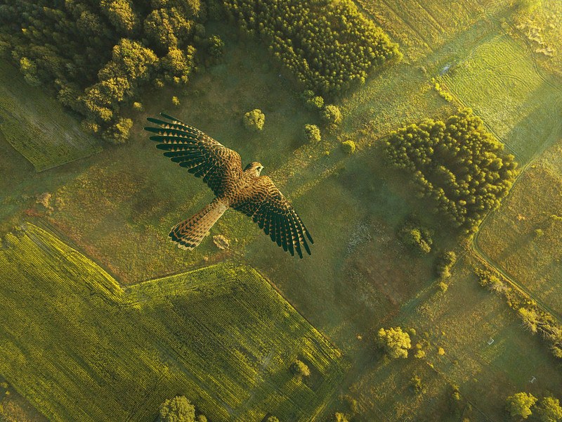 Picture of a flying kestrel as seen from above with the green countryside below.