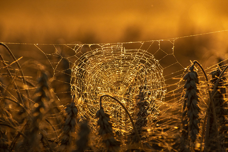 Image of a round spider web with grain plants visible in the forefront in a yellow-orange setting.