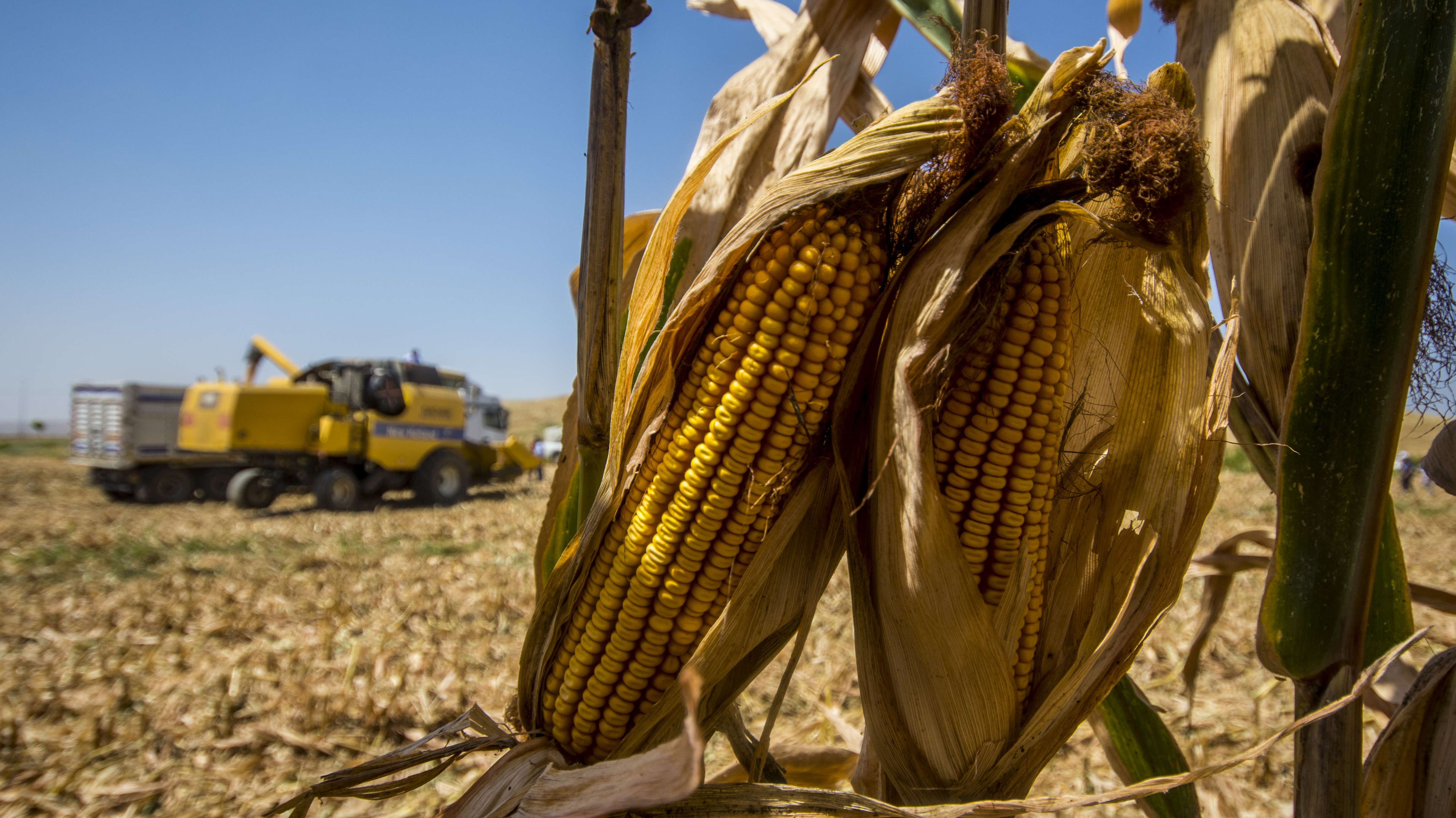 effects of global warming on agriculture and food supply