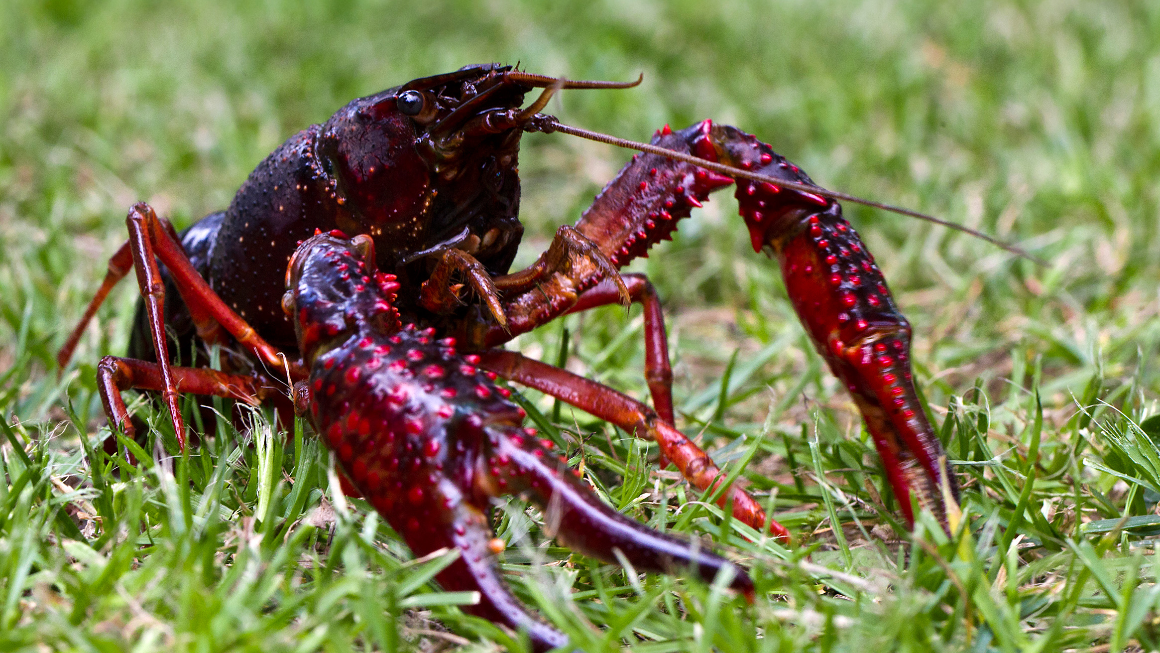 examples of invasive species