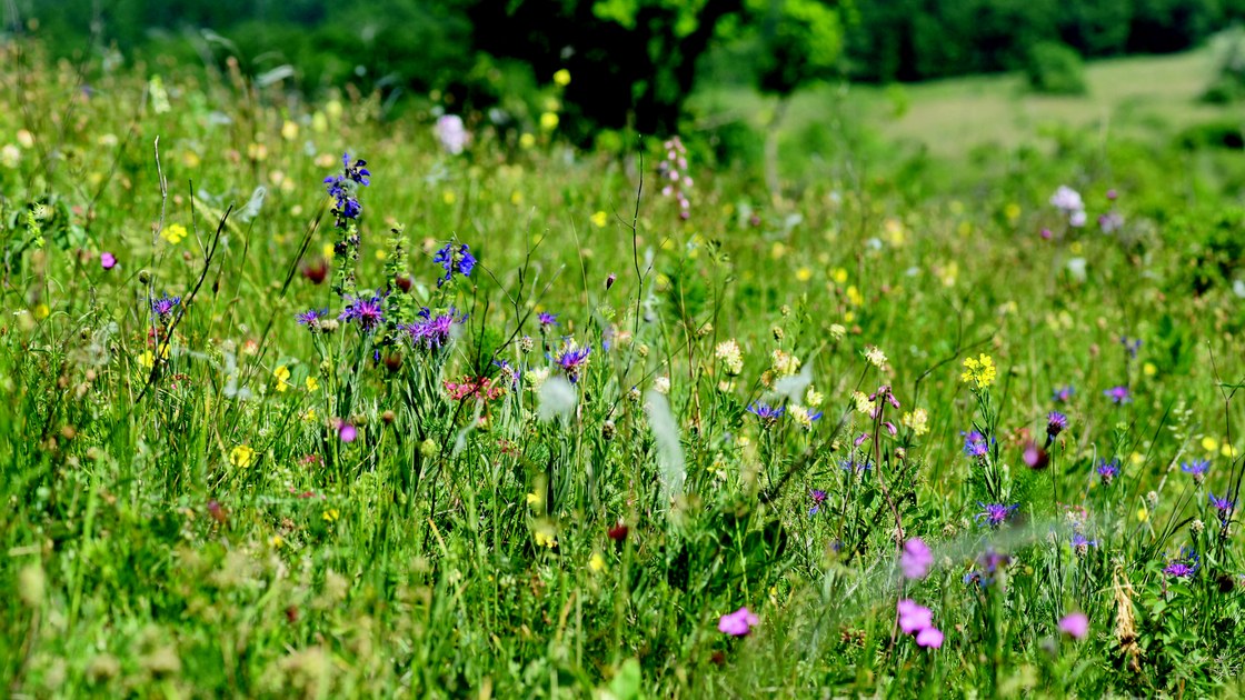 Flower-rich semi-natural grasslands are the home of many butterflies ...