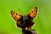 European Grassland Butterfly Indicator - pictures