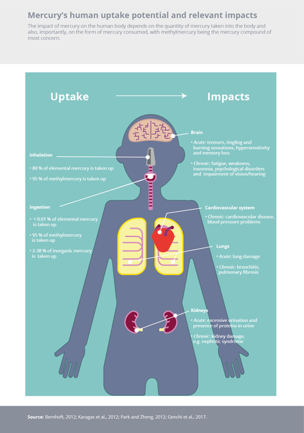 Mercury's human uptake potential and relevant impacts — European ...