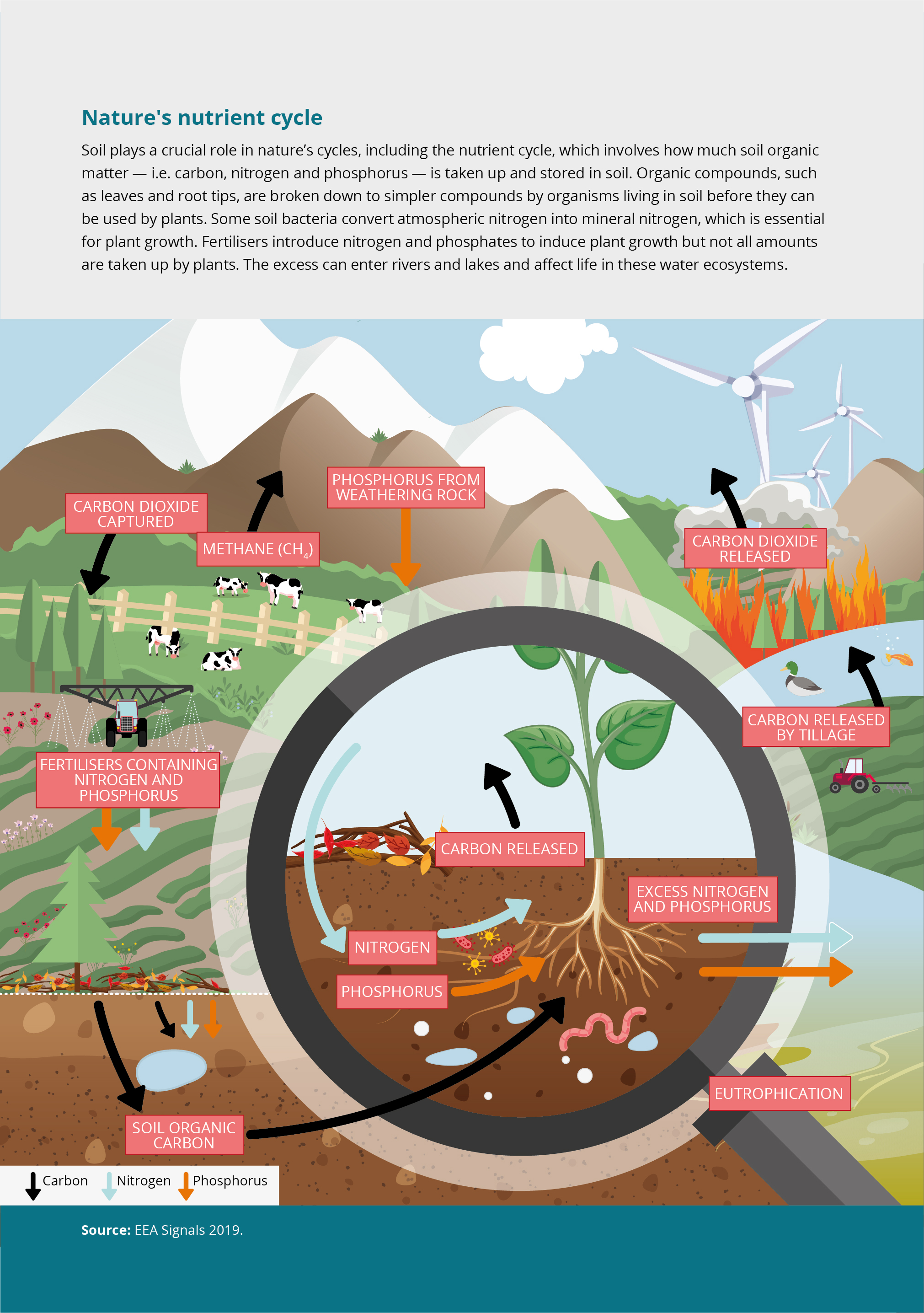 Which Is The Most Important Nutrient Cycle For Plants Nutrienkarbo