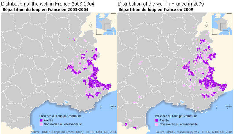 Distribution of the wolf in France