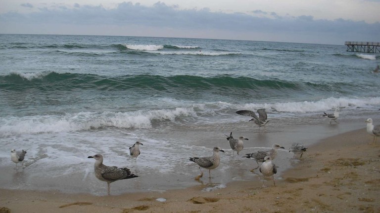 State of the Environment of the Black Sea 2009-2014/5