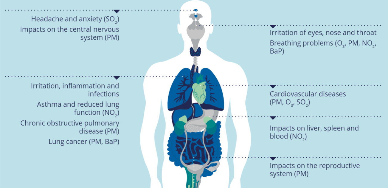 harmful effects of noise pollution on human body